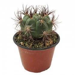 Gymnocalycium Saglione
