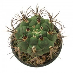 Gymnocalycium Saglione