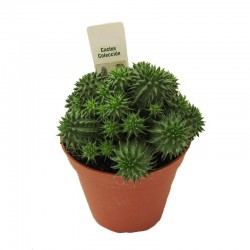 Euphorbia suzannae