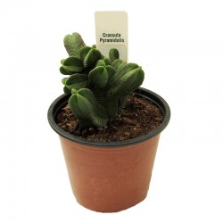 Cactus crassula pyramidalis