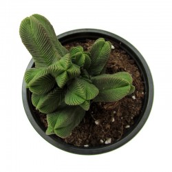 Cactus crassula pyramidalis