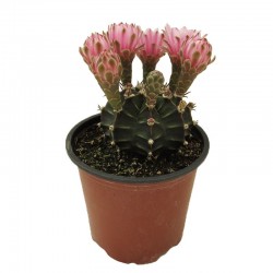 Gymnocalycium Mihanovichii