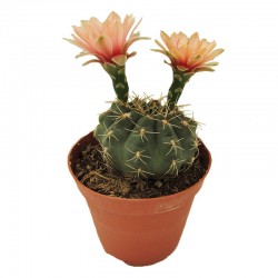 Cactus gymnocalycium baldianum