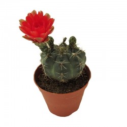 Cactus gymnocalycium baldianum