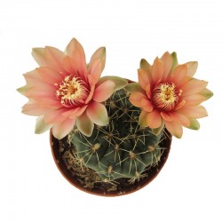 Cactus gymnocalycium baldianum