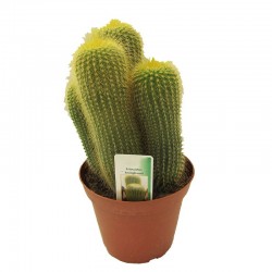 Eriocactus Leninghausii