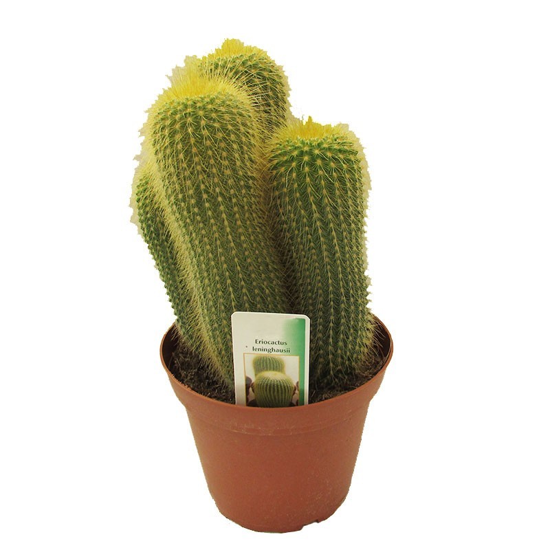 Eriocactus Leninghausii
