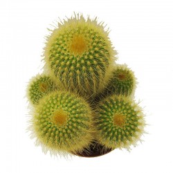 Eriocactus Leninghausii