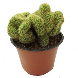 Hildewintera aureispina cristata