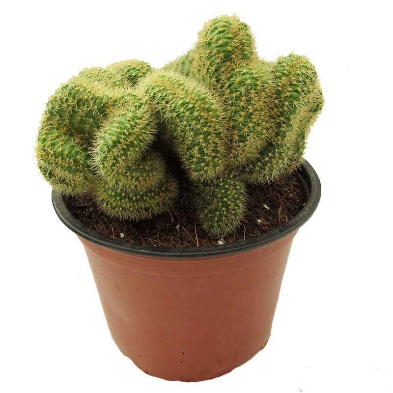 Hildewintera aureispina cristata