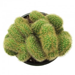 Hildewintera aureispina cristata