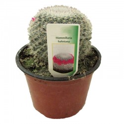 Mammillaria Hahniana