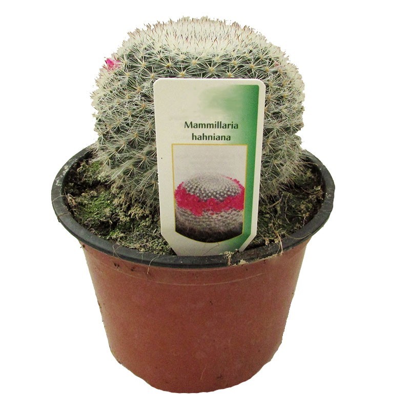 Mammillaria Hahniana