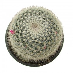 Mammillaria Hahniana