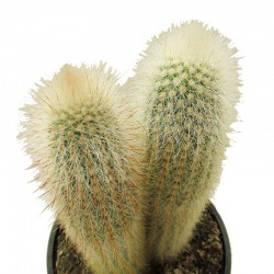 Cleistocactus Strausii