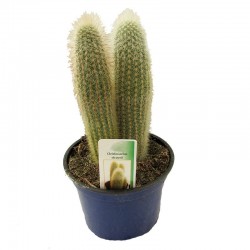 Cleistocactus Strausii