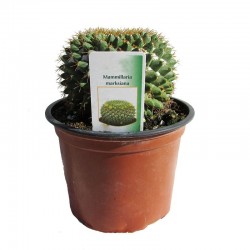 MAMMILLARIA MARKSIANA