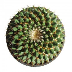 MAMMILLARIA MARKSIANA