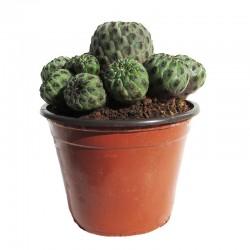 Sulcorebutia rauschii