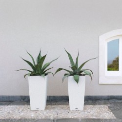 Lechuza Cottage