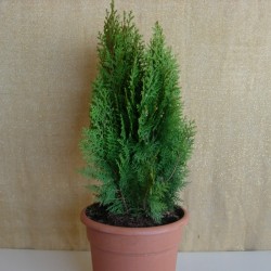 Thuja Orientalis Aurea Nana