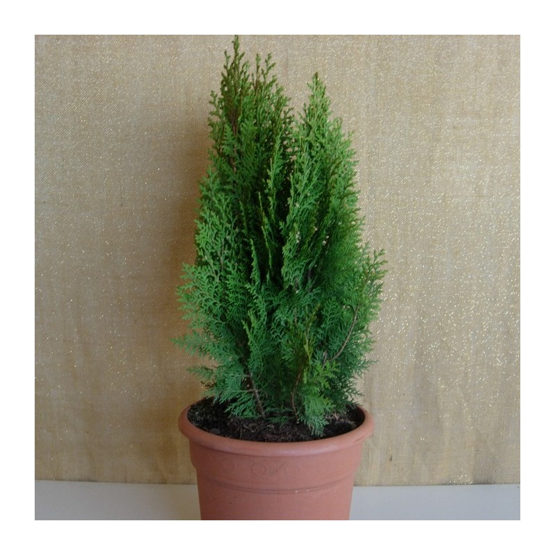 Thuja Orientalis Aurea Nana