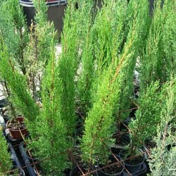 Cipres sempervirens