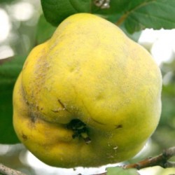 Membrillo
