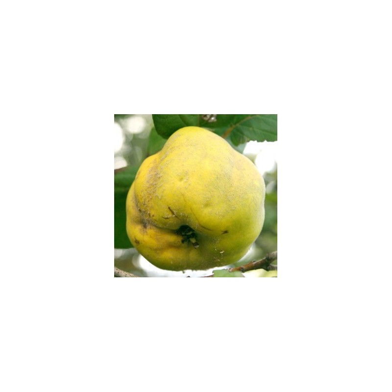 Membrillo