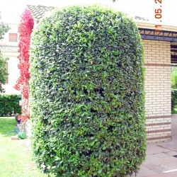 Laurel