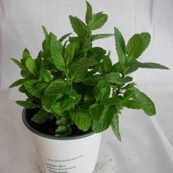 Mentha Sativa
