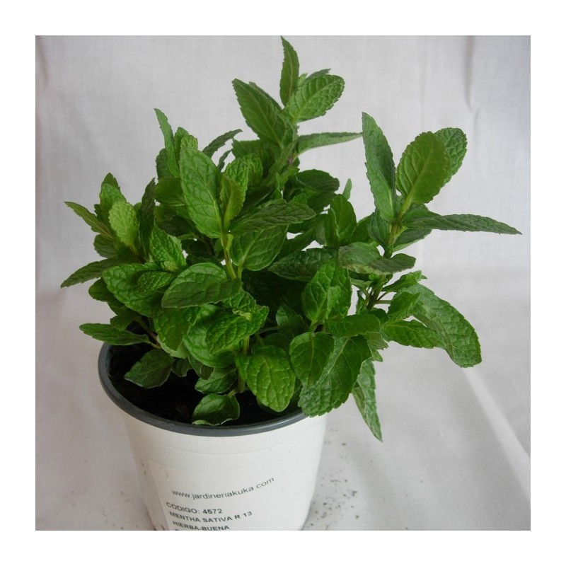 Mentha Sativa