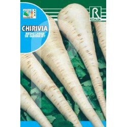 CHIRIVIA MEDIO LARGA DE GUERNESEY