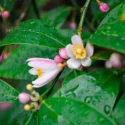 Citrus limonia