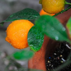 Citrus limonia