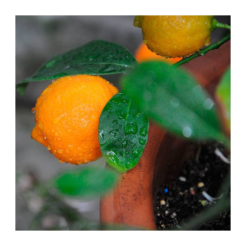 Citrus limonia