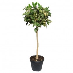 Limonero variegata