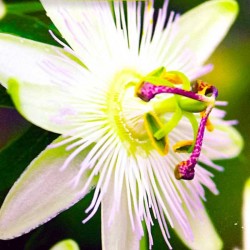 Passiflora conscaerulea Constance Elliot