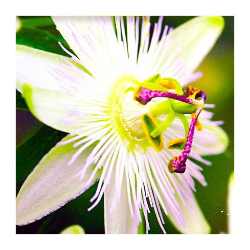 Passiflora conscaerulea Constance Elliot
