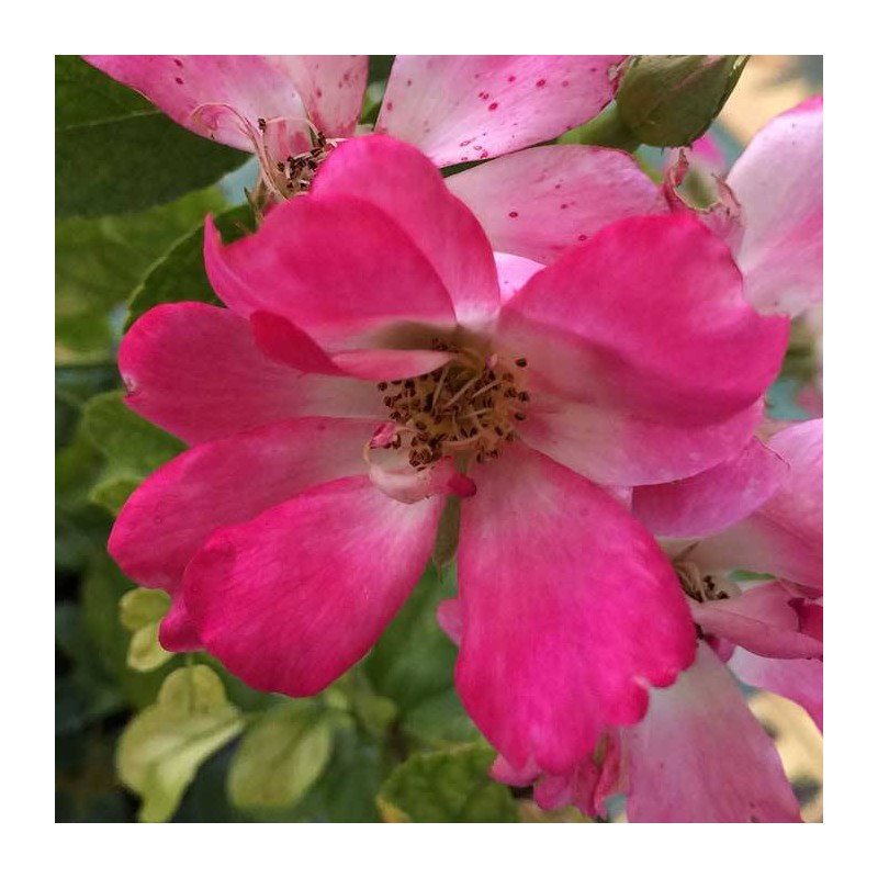 Rosal Pink Drift Meijocos