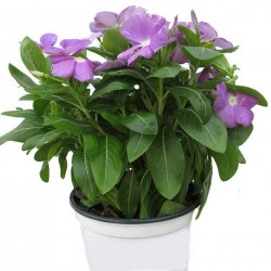VINCA