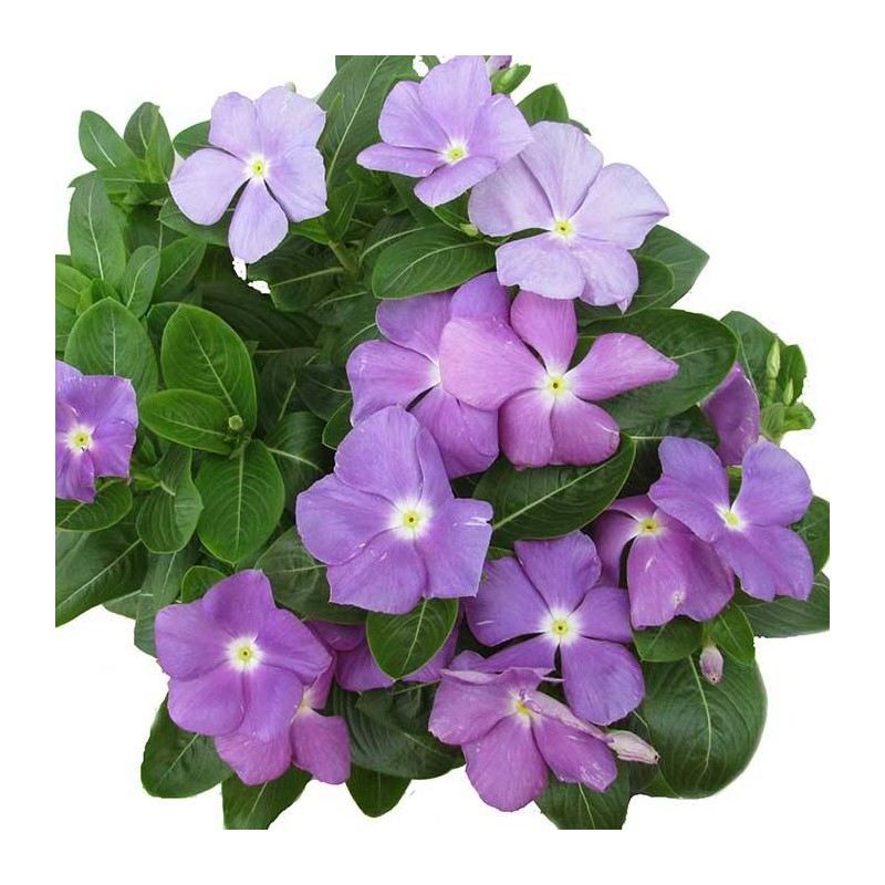 VINCA