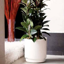 Hidrojardinera