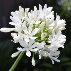 Agapanthus Africanus