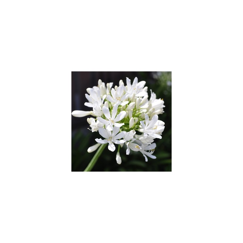 Agapanthus Africanus