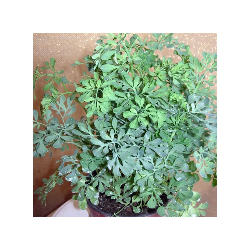 Ruda Graveolens