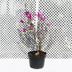 Magnolia susan