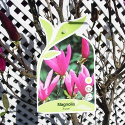 Magnolia susan