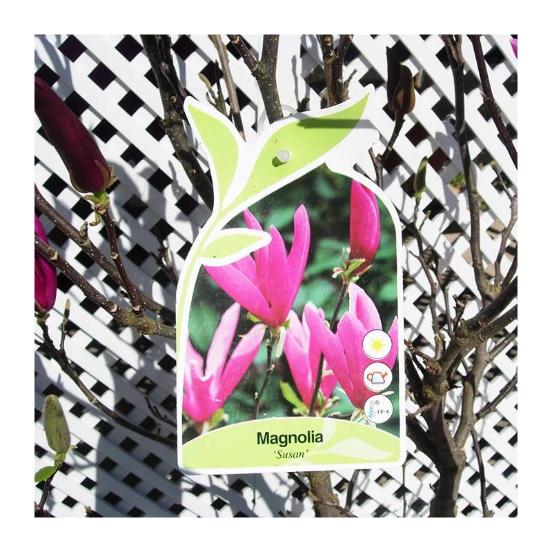 Magnolia susan