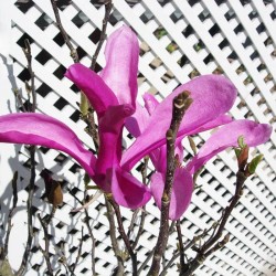 Magnolia susan